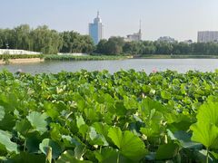 -莲花池公园