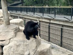 -石家庄市动物园