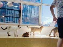 -Heymao猫咖.咖啡厅(东门店)
