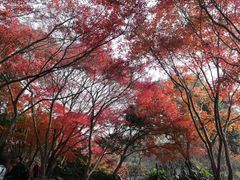 -秋霞圃