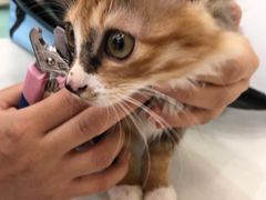 -瑞鹏宠物医院·骨科·猫科·内科(第一中心)