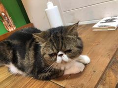 -李小姐の猫咖啡馆(五角场店)