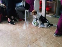 -A猫a狗全科·犬猫异宠·芥西宠物医院(南开总院)