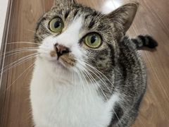 -爱妮康宠物医院·干细胞免疫细胞·肿瘤·心脏(张江店)