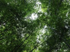 -川西竹海景区