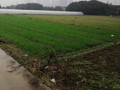 -胜丰草莓采摘园