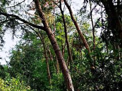 -重庆雨台山风景区