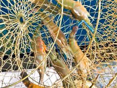 -SHRIMP CLUB万东餐饮钓虾·清吧