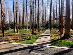 -东平国家森林公园