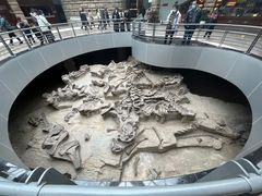 -自贡恐龙博物馆