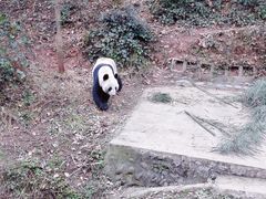 -中国大熊猫保护研究中心雅安碧峰峡基地