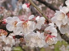 -新虹桥中心花园