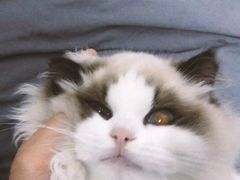 -青奢宠物·青奢猫舍