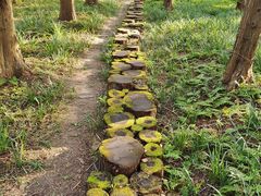 -黄海国家森林公园