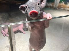 -正佳雨林生态植物园