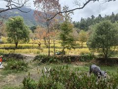 -塔川景区