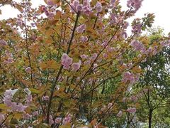 -铁山坪森林公园