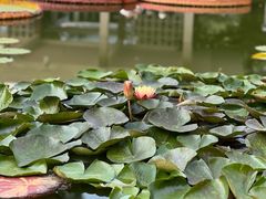 -国家植物园南园