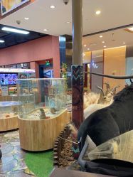 -卡通尼·Safari非洲探索乐园·生日会(金桥国际商业广场店)