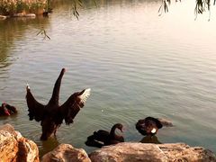 -天津东丽湖风景区
