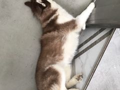 -星多哈·狗咖·拼豆·咖啡