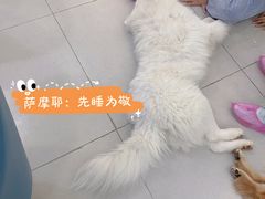 -安格丽娜·狗咖·猫咖羊驼咖(春熙路百盛商场店)