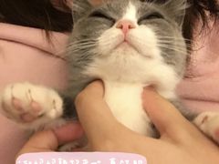 -纳吉亚猫专科动物医院·北北分院