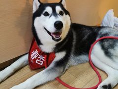 -Husky Go! 哈士奇体验馆·宠物咖啡厅狗咖