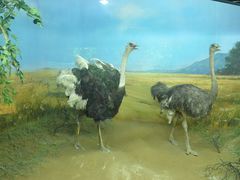 -吉林省自然博物馆