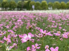 -曲江薰衣草庄园