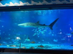 -烟台海昌鲸鲨海洋公园