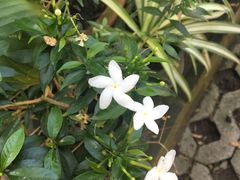 -清迈女子监狱马杀鸡(无分店)
