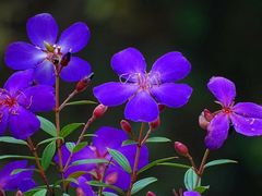 -终南山国家森林公园