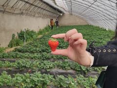 -昌平兴寿秀秀草莓采摘园