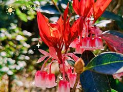 -梧桐山风景名胜区