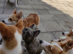 -柯斗斗主题餐厅·狗咖·围炉煮茶·茶饮(国瑞升平里店)