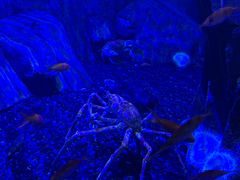 -迪拜水族馆及水下动物园