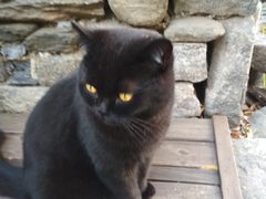 -喵屿·大理花园猫咖