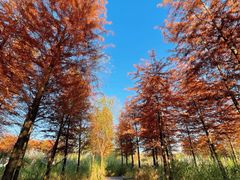 -梁鸿国家湿地公园