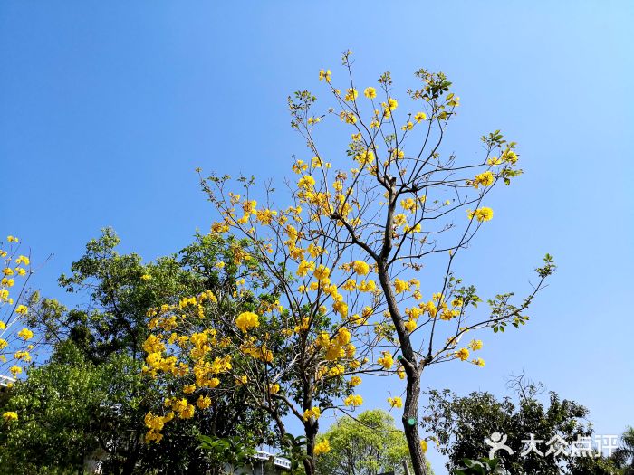 三山森林公園圖片