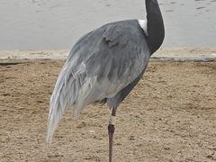 -盐城丹顶鹤湿地生态旅游区