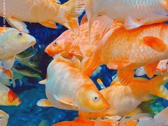 -上海海洋水族馆