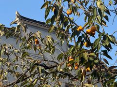 -清漾毛氏文化村