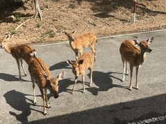 -清迈夜间动物园