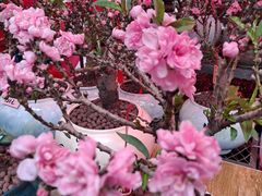 -越秀西湖花市(广州城市广场花卉店)
