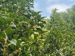 -苏州市立医院(白塔院区)