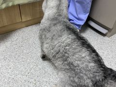 -谐和贝康宠物医院24小时·宠保定点(急重症转诊中心)