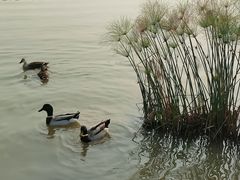 -海珠湖公园
