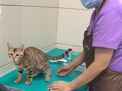-北京观赏动物医院·24小时大型综合·猫专科·异宠专科