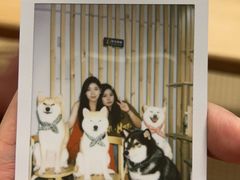 -柴迷FANS CLUB·柴犬狗咖·猫咖